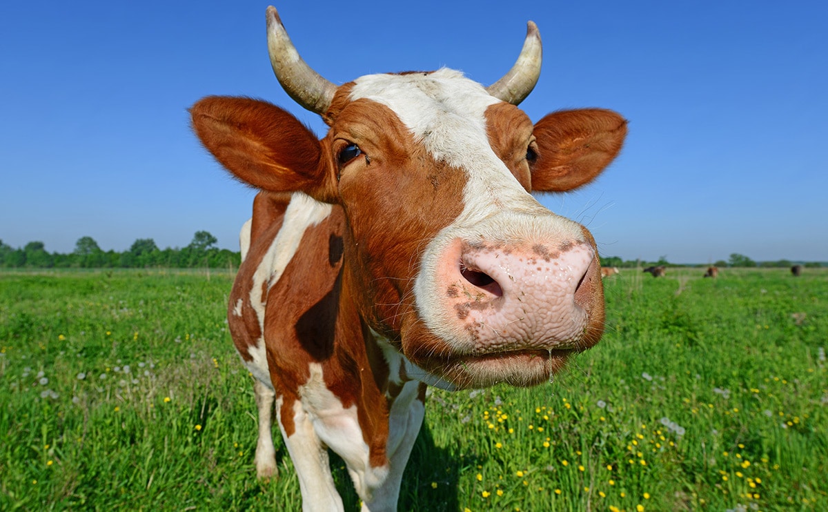 cow