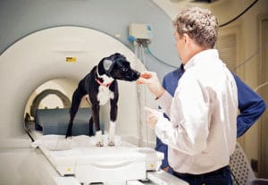 Medical Imaging in Veterinary Medicine